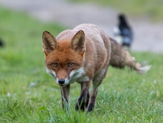 Red Fox