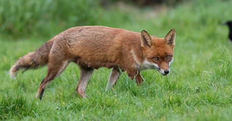 Red Fox