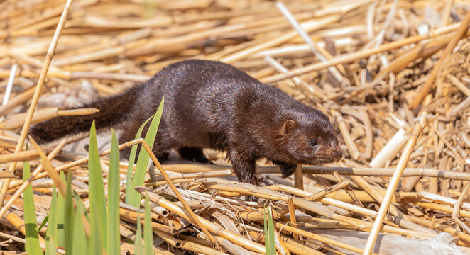 American Mink