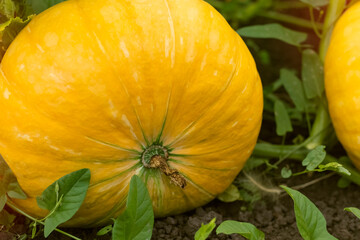 Close-up of a yellow pumpkin in the garden. Ripe harvest in the garden, organic food gourd. The concept of agriculture, country garden and vegetable garden, growing vegetables