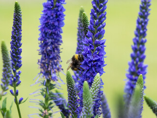 Bee gathering nectar from Veronica Spicata Ulster Dwarf Blue flowers - obrazy, fototapety, plakaty