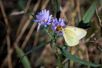 Pink-edged Sulphur (Colias interior) butterfly