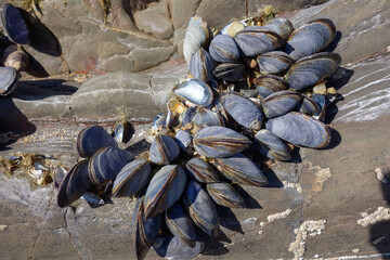 A cluster of Mussels
