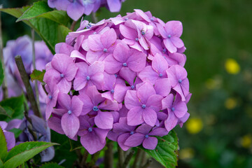 Obraz premium Pink Hydrangea in full bloom in an English garden