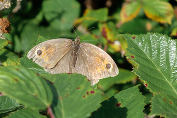 Meadow Brown Butterfly (Maniola jurtina)