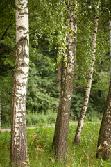 Scenic Forest of Fresh Green Trees, Morning in the Forest, Beautiful Park, Summer Landscape, Birch Grove