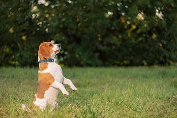 Happy dog sitting on hind legs on grass and looking away