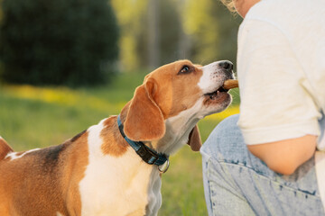 Pet owner giving dog treat in outdoors, close up. Beagle receiving chewing bone from teenage girl,...
