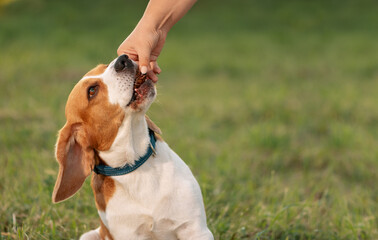 Happy dog taking treat from female hand in outdoors. Unrecognizable person feeding beagle slice of...