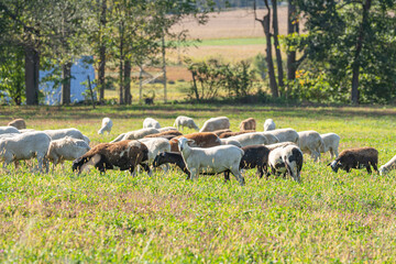 Flock of white and brown sheep grazing in a green pasture with trees in the background in Ohio's Amish country