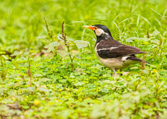 A Pied Starling in search of food
