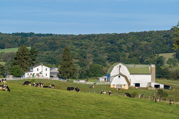 Amish farm and pasture with dairy cows grazing in the rolling countryside of Holmes County, Ohio - obrazy, fototapety, plakaty