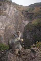 Małpa na Bali, dzika małpa w górach