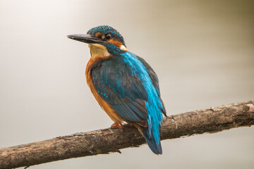 Kingfisher