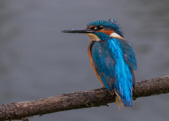 Kingfisher