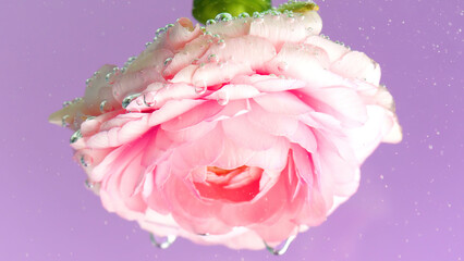 Pink rose with bubbles under water. Stock footage. Delicate rose with lots of bubbles in water....