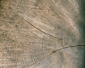 The structure of a sawn or cut big tree close-up