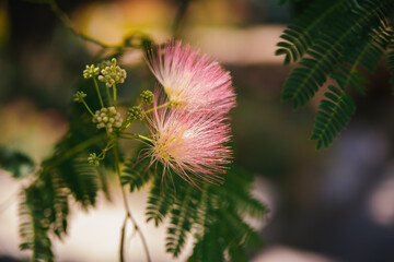 Pink fluffy flowers of the Persian silk tree (Albizia julibrissin). Japanese acacia or pink silk tree of the Fabaceae family. Natural background and texture. Garden and park decoration.