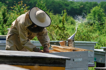 Beekeeper removing honeycomb from beehive. Person in beekeeper suit taking honey from hive. Farmer wearing bee suit working with honeycomb in apiary. Organic farming. Copy-space