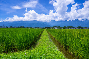 稲の花が咲く頃の田んぼと山岳風景