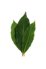 Obraz premium green bay leaves isolated on a white background close-up