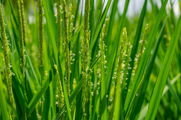 Fototapeta na wymiar 咲き始めた稲の花　