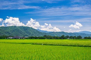 Fototapeta premium 夏の田園風景 安曇野市