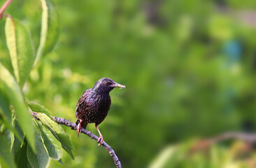 A starling among green leaves sits on a branch and holds prey in its beak...j