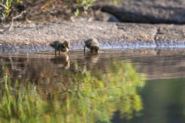Fototapeta premium Cute Ducklings closeup portrait in water with Mallard duck and her family clutch of newborn ducklings.