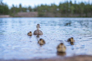 Female mallard duck closeup portrait in water with Mallard duck and her family clutch of newborn ducklings.