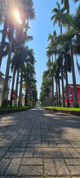 Rua das Palmeiras Joinville SC