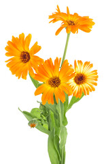 Bouquet of calendula officinalis. Marigold flowers with leaves isolated on a white background.