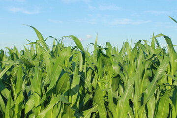 Green wheat field and sky