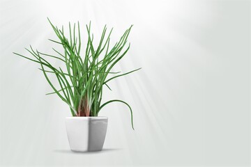 Potted indoor green plant on white table. Decorative