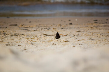 Butterfly on the beach in a sunny day. Selective focus.