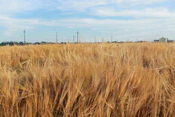 Field of wheat