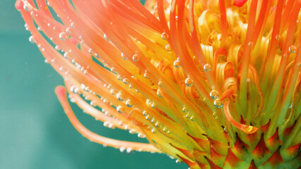 Macro photography. Stock footage.An orange flower with small thin petals on which there are drops of water and which itself sinks into the water.