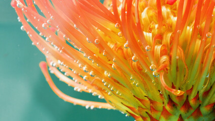 Macro photography. Stock footage.An orange flower with small thin petals on which there are drops...
