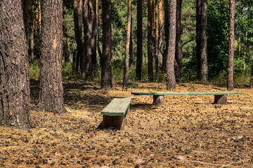 Benches in a pine forest