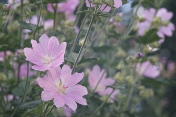 Full-color horizontal photo. Hatma of Thuringia. Lavatera. Large purple flowers on a green background.