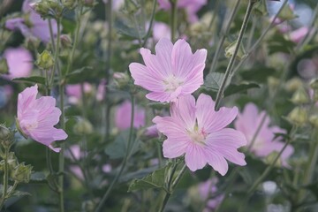 Full-color horizontal photo. Hatma of Thuringia. Lavatera. Large purple flowers on a green background.