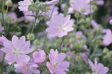 Full-color horizontal photo. Hatma of Thuringia. Lavatera. Large purple flowers on a green background.