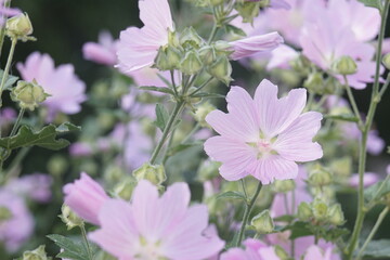 Full-color horizontal photo. Hatma of Thuringia. Lavatera. Large purple flowers on a green background.