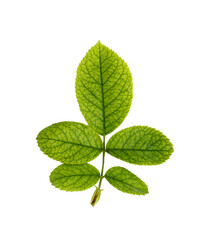 5 green rose leaves on a white background with clipping path.