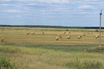 Fototapeta na wymiar hay meadow field with mowed wheat. Autumn harvest time hay harvest