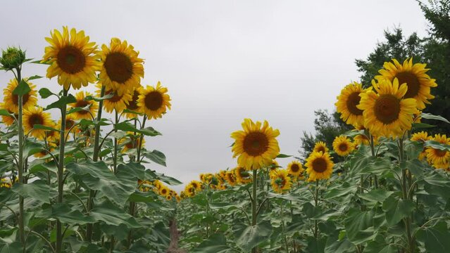 plantaci&oacute;n de girasol plano general con colores dominantes amarillo y verde
