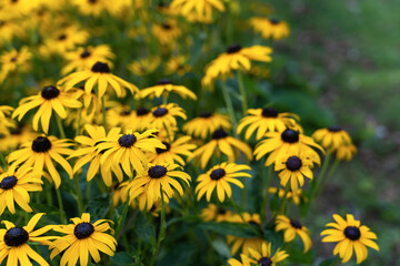 Black eyed susan- rudbeckia flowers,  yellow flowers blooms in the garden