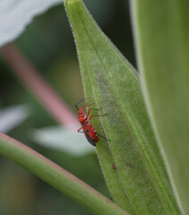 Dysdercus cingulatus is eating okra in nature, pest concept