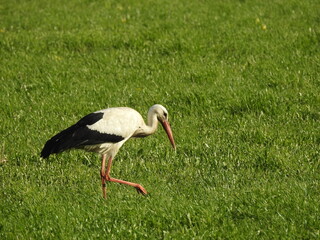 White stork looking for a meal