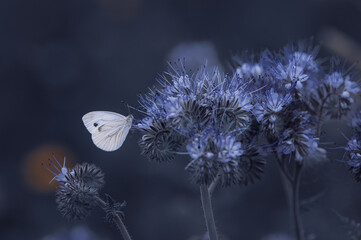 Butterfly on flowers on summer fields